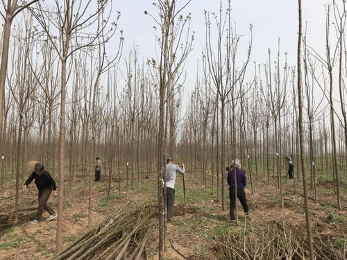 楸树基地 天天乐种植 楸树树苗