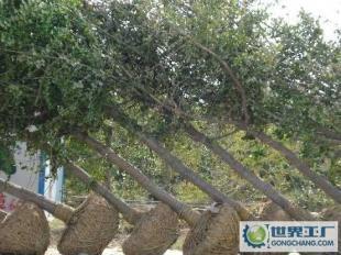 长期特价供应5-50绿化银杏苗木,嫁接苗实生树量大从优_农副产品