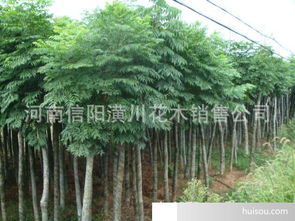 园林植物价格 胸径2 30公分千头椿 香椿 白榆 榔榆 香花槐 乐昌含笑价格表批发价格 信阳市