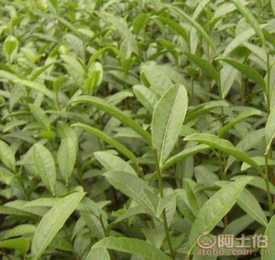 【贵州福选九号茶苗批发%福选9号茶苗哪家好】福选九号茶苗,价格,厂家,供应商,其他农业,雅安市名山区惠农苗木种植农民专业合作社 - 产品库