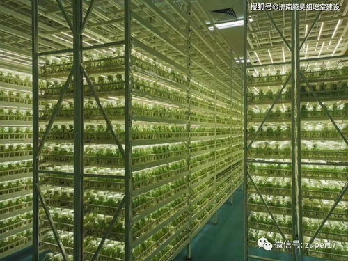 生姜组培苗工厂化生产技术及组培仪器设备清单