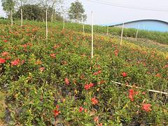 广西盆栽花卉哪里有--厂家直销南宁花卉苗木,哪里有卖(南宁花卉苗木,南)--南宁市碧桂花木场