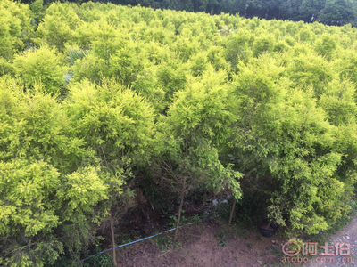 【永安苗圃基地批发泸州自贡宜宾内江乐山达州遵义毕节昭通镇雄雪松苗、红叶李苗、黄金香柳小苗、美国红枫小苗】,价格,厂家,供应商,花木,黄羽 - 个体经营 - 产品库